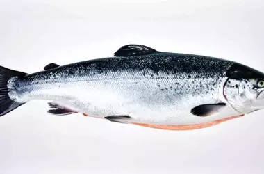 El salmón atlántico en España: hacia la extinción y la necesidad de acción urgente