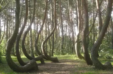 El Enigma del Bosque Torcido de Polonia: Un Misterio Centenario