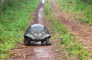 Las Tortugas Gigantes Revitalizan los Ecosistemas de Seychelles en Tiempo Récord