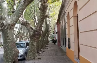 La Poda en Primavera: Un Riesgo para las Aves y el Bienestar Urbano