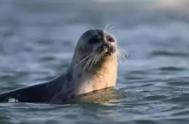 Misterio en el Caspio: Cientos de Focas Muertas Desatan Alarmas Ambientales