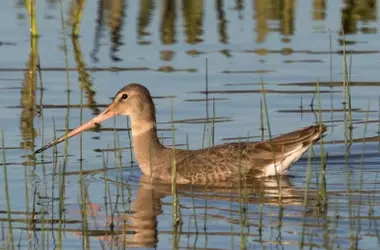 El Ecoturismo Ornitológico Revitaliza Humedales en Doñana y Atrae a Más Amantes de la Naturaleza