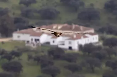 Los enclaves de la UNESCO: Santuarios de biodiversidad amenazados