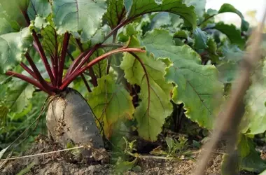 Bioplásticos de melaza de remolacha: un futuro sostenible para Castilla y León