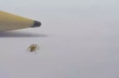 Descubrimiento Asombroso: Nueva Especie de Araña de 3mm Hallada en Almería