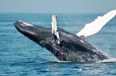 Milagro en el Báltico: Ballena Jorobada Varada Logra la Libertad Tras Semanas de Agonía