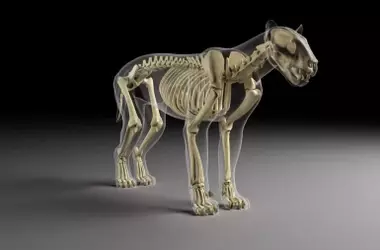 El Felino Dientes de Sable Ibérico Promegantereon Ogygia: Un Vistazo a su Evolución y Habilidades de Caza