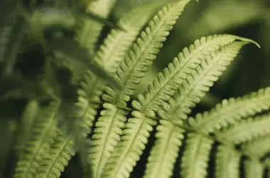 La Adaptación Clave: Cómo las Plantas Lycófitas Sobrevivieron a la Gran Extinción del Pérmico-Triásico y Transformaron la Tierra