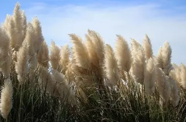 Impacto del abandono agrícola en la biodiversidad española: expansión de especies foráneas y aves exóticas