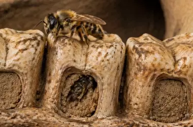 Abejas solitarias usan huesos de búho como nidos en cueva dominicana: Un estudio revela su sorprendente adaptación y la importancia de la conservación de cuevas como archivos ecológicos