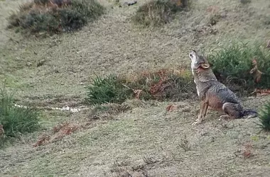El Gobierno someterá a información pública el informe sobre el estado de conservación del lobo
