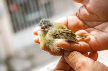 Centro Asturiano de Recuperación de Fauna Rescata Cientos de Animales y Advierte sobre el Impacto Humano