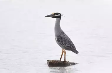 Reducción histórica de aves acuáticas en el embalse de El Vicario tras lluvias intensas