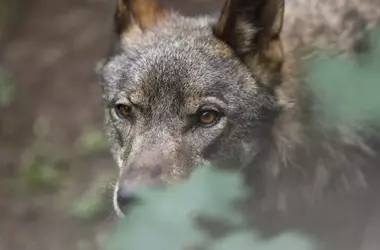 Anulado Programa de Control de Lobos en Asturias