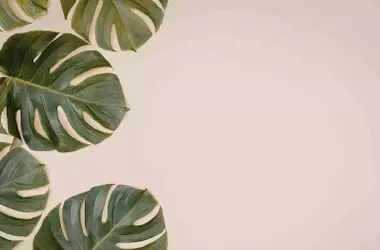 El Secreto de Álvaro Pedrera para un Crecimiento Explosivo de la Monstera: Un Gimnasio para tus Plantas