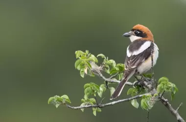 Alarmante Disminución de Aves Agrícolas en Europa: Un Estudio Pionero Revela Pérdidas Masivas