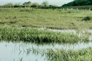El Futuro de las Tablas de Daimiel: Priorizando la Restauración Hídrica Frente a Trasvases