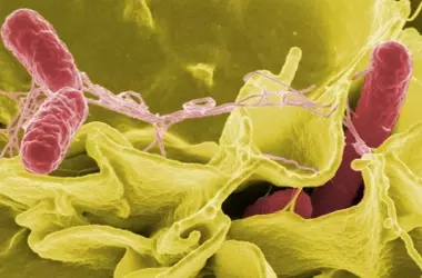 Bacterias del Suelo: La Revolución en la Agricultura Sostenible