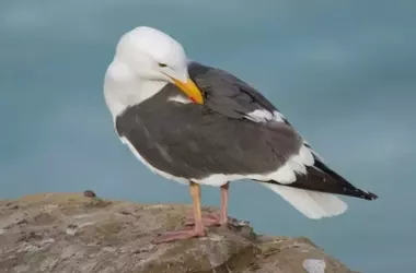 Un Nuevo Amanecer para las Aves Marinas: SENAVES Lidera la Protección Contra la Pesca Incidental