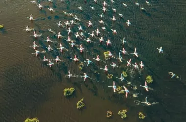 España refuerza la protección de humedales para aves migratorias: un compromiso global esencial