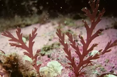 Suecia Lidera la Transformación Oceánica: De Residuos Marinos a Materiales Industriales Innovadores a Través del Cultivo de Macroalgas