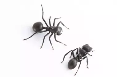 Aráña mimicry ant-descubierta en el Amazonas ecuatoriano