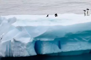 El Día Mundial de los Pingüinos 2026: Una Alarma por el Cambio Climático