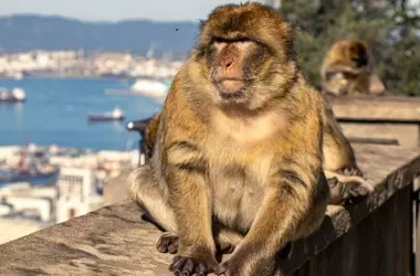 Los macacos de Gibraltar adoptan una dieta de tierra en respuesta a la alimentación turística