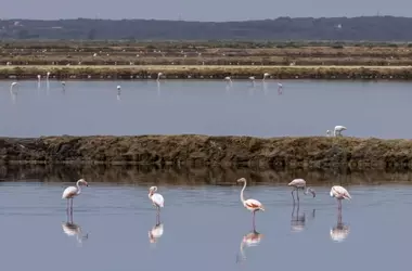 Marismas del Odiel: Oasis de Biodiversidad y Resiliencia Climática