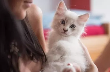 Los efectos curativos del ronroneo felino: una guía para reducir el estrés y mejorar el bienestar