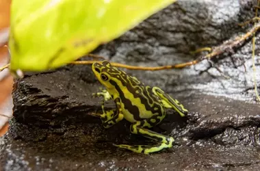 Ecuador Protege a sus Anfibios Amenazados: Un Santuario para la Vida