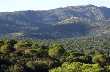 Madrid Refuerza Su Legislación Forestal Ante el Recrudecimiento de Incendios y el Cambio Climático
