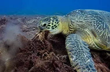 Descubrimiento Ecológico en Hawái: Las Tortugas Marinas Verdes Podrían Ser Clave Contra el Alga Invasora