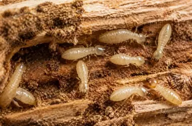 Un Aroma a Pino: La Clave Natural para Erradicar Termitas con Éxito