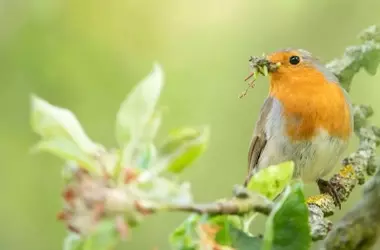 Comederos para Aves en Balcones: ¿Un Riesgo para la Supervivencia Aviaria?