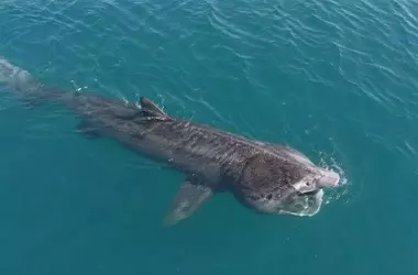 Gigante oceánico cerca de la costa catalana: El enigmático tiburón peregrino despierta interés en España