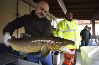 El Gobierno Pide Evaluación Urgente del Salmón del Atlántico para Determinar su Estado de Conservación