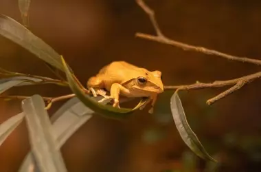 La Biodiversidad: Escudo Vital para las Ranas Contra el Hongo Quítrido y la Extinción