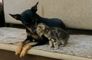 Lista Positiva de Mascotas en España: Avance Clave para la Biodiversidad y Salud Pública