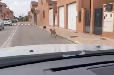 Un Lince Ibérico 'Urbanita' Causa Revuelo en Cabañas de Yepes, Toledo