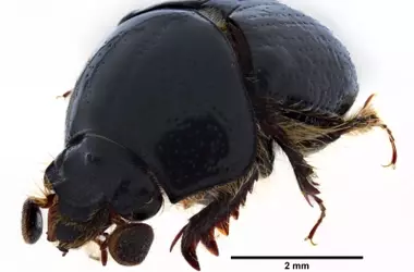 Descubrimiento de un Nuevo Escarabajo en Ecuador Destaca Biodiversidad y Urgencia de Conservación