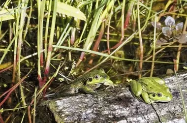 Anfibios en Peligro Crítico: Alerta Global por el Cambio Climático