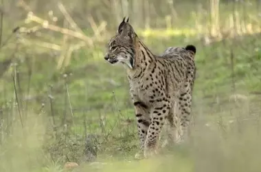 Liberación de linces en Cuenca: un paso crucial para la recuperación del lince ibérico en España