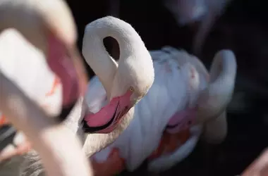 Marismas del Odiel: 41 Años de Resiliencia Climática y Santuario para Aves en España