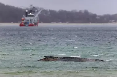 Operativo de Rescate In￩dito para la Ballena Jorobada "Timmy" en el Mar B￡ltico