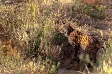 Linces ibéricos y gatos domésticos: Un acercamiento científico a su interacción natural y el impacto ecológico