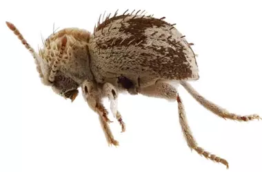 Nueva especie de "escarabajo araña" hallada en la Reserva Nacional San Fernando de Perú