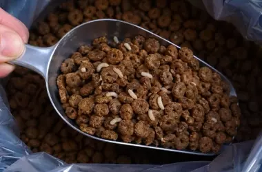 Detectan Creciente Presencia de Plagas en Alimentos para Mascotas: Una Alerta de Expertos