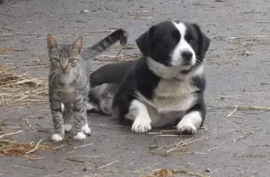 Europa aprueba normativa de bienestar animal para mascotas