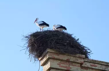 España: Líder en Conservación, Amenazada por Declive Aviar y Retroceso del Pacto Verde